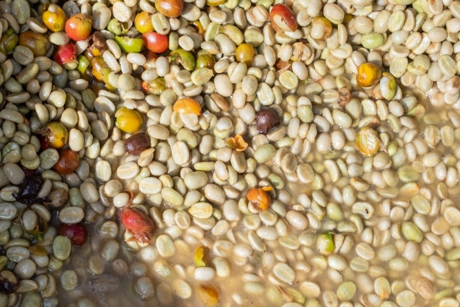 Washed Catuai