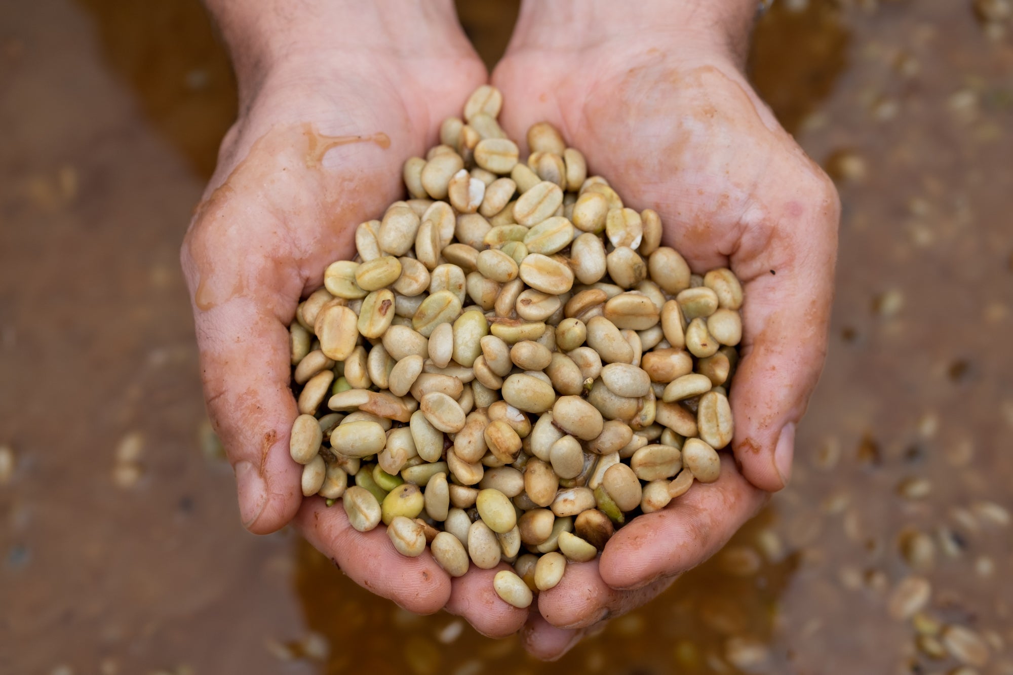Craft Fermentation